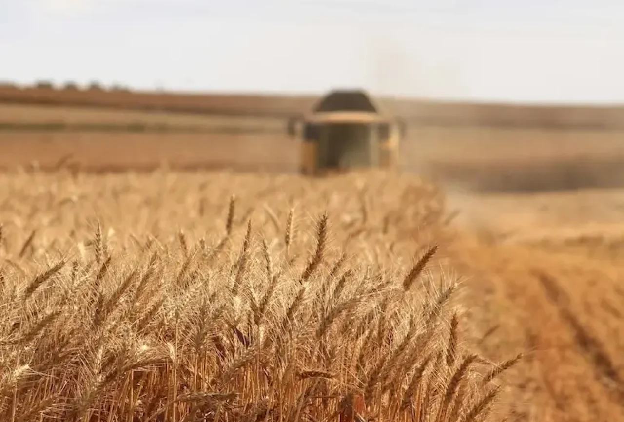 Wheat fields basilicata Italy pasta mobile